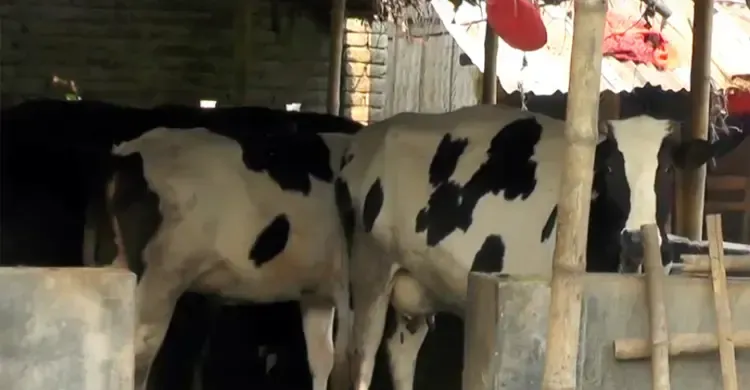 দুধে সমৃদ্ধ সাতক্ষীরা, সংকটে খামারির ন্যায্যতা