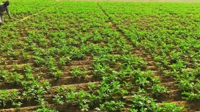 তাড়াইলে শীতকালীন সবজির পরিচর্যায় ব্যস্ত কৃষক-কৃষাণিরা