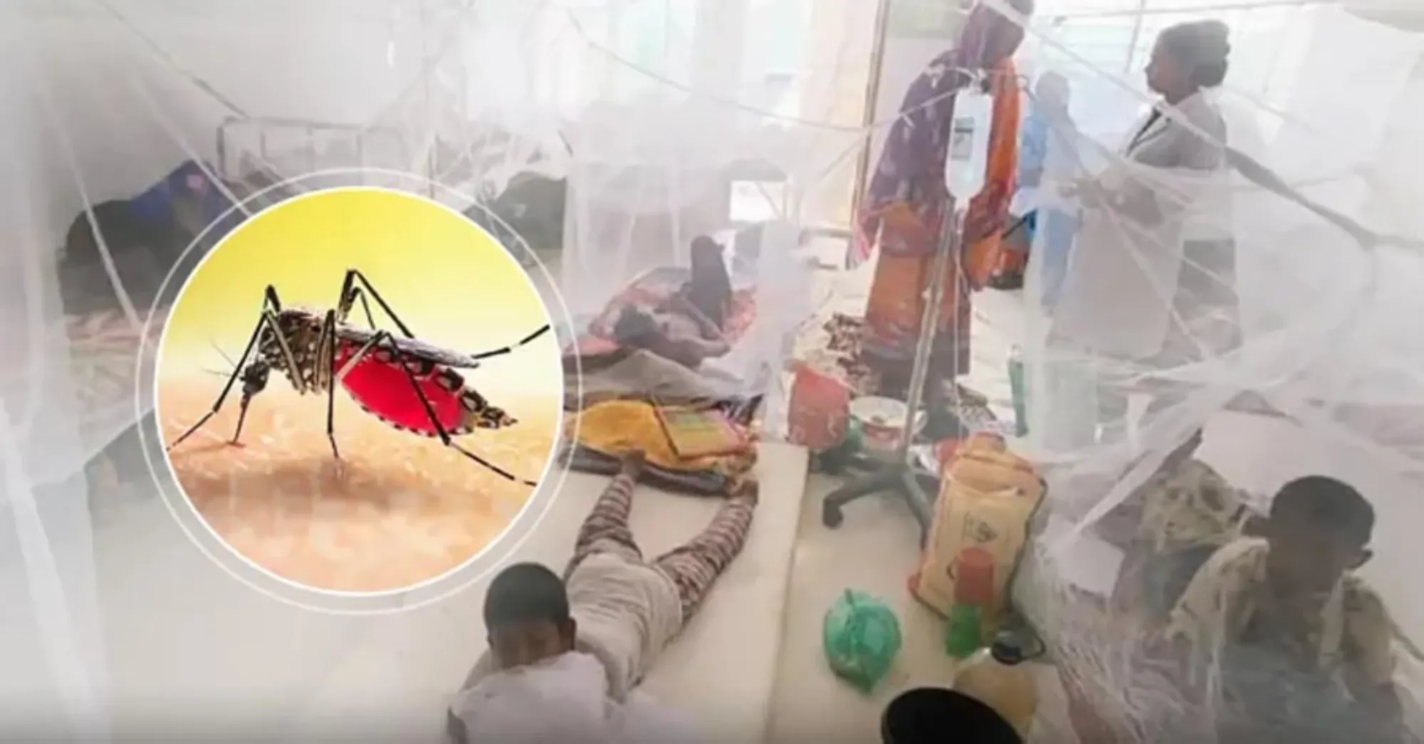 ডেঙ্গুতে একদিনে ঝরল ৯ প্রাণ, হাসপাতালে ভর্তি ১ হাজার ৯০২