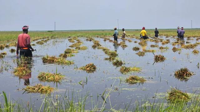 উজানের ঢলে ডুবল হাওরের ৮৪৫ হেক্টর জমির বোরো